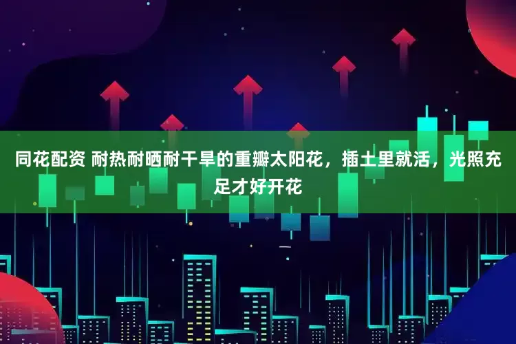 同花配资 耐热耐晒耐干旱的重瓣太阳花，插土里就活，光照充足才好开花